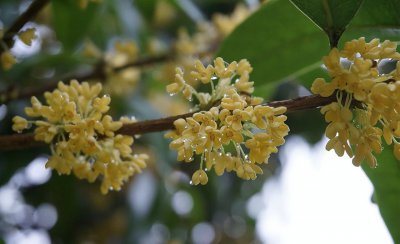 中国名贵花卉有哪些 最贵的花卉品种介绍