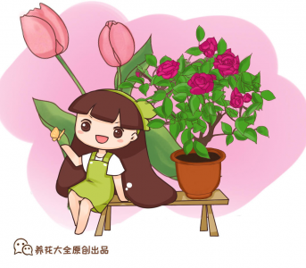 盆栽茉莉花养殖方法和技术 种植茉莉的注意事项