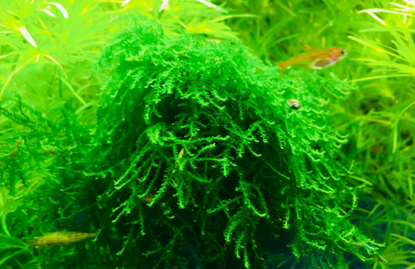 阴性水草有哪些