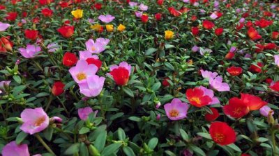 太阳花种植过程图片 养护太阳花的注意事项