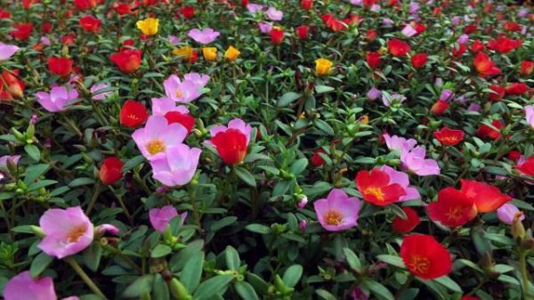 太阳花种植过程图片
