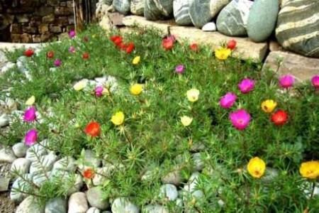 太阳花种植过程图片