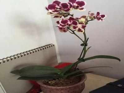 盆栽蝴蝶兰养殖方法