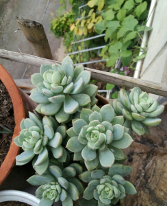 景天属多肉有哪些品种 有关景天科多肉植物大全