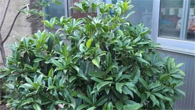 桂花树怎么养才长得好 盆栽桂花的家庭养法