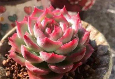 多肉哪个品种好看 好看的多肉植物排行