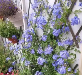 室内喜阳光的盆栽植物有哪些 五种喜阳光的花卉介绍