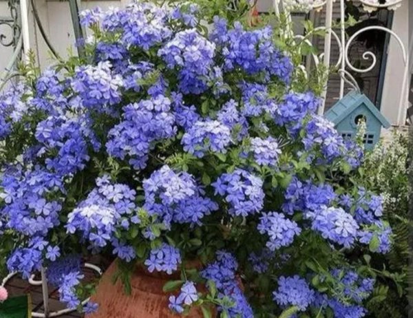 室内喜阳光的盆栽植物有哪些