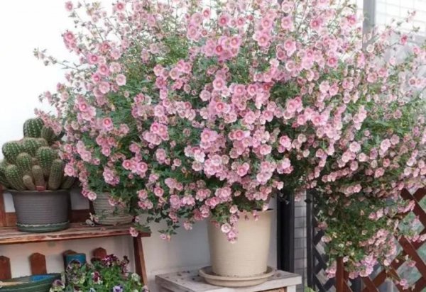 室内喜阳光的盆栽植物有哪些