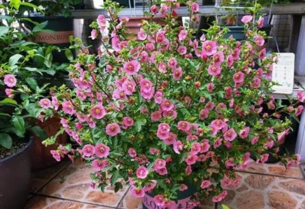 室内喜阳光的盆栽植物有哪些