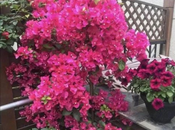 室内喜阳光的盆栽植物有哪些