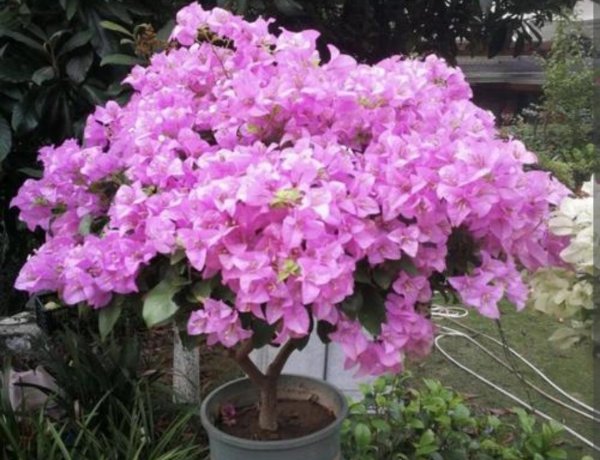 室内喜阳光的盆栽植物有哪些