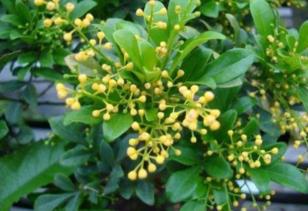 室内喜阳光的盆栽植物有哪些