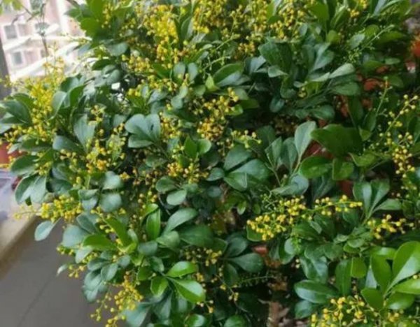 室内喜阳光的盆栽植物有哪些