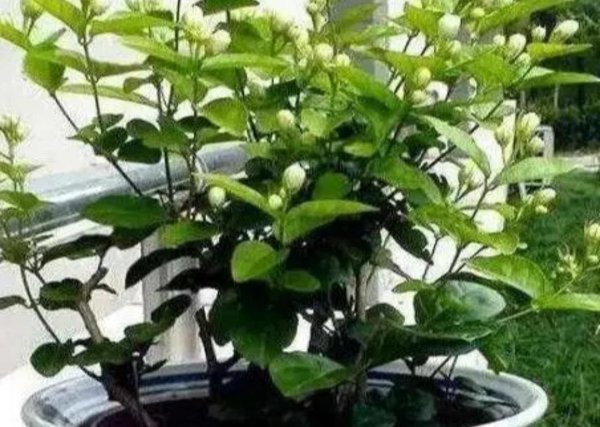 室内喜阳光的盆栽植物有哪些