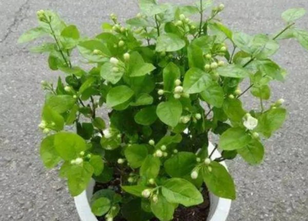 室内喜阳光的盆栽植物有哪些