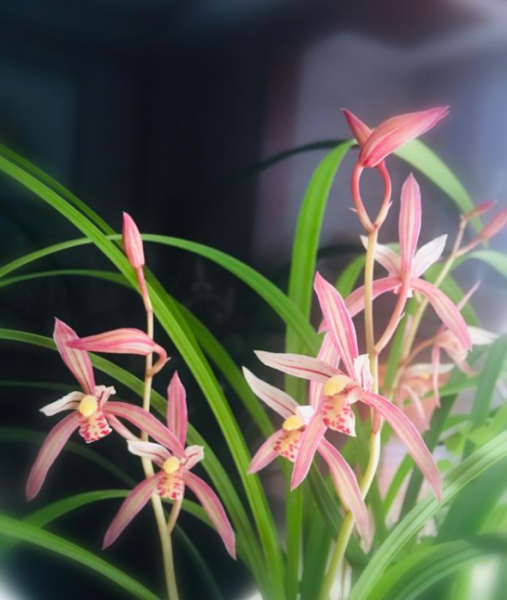 兰花有几个品种