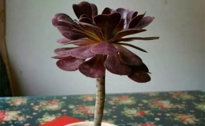 多肉植物怎么养才爆盆 教你让多肉爆盆的四个方法