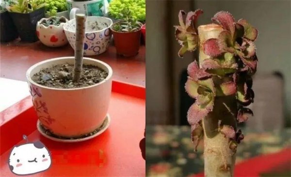 多肉植物怎么养才爆盆