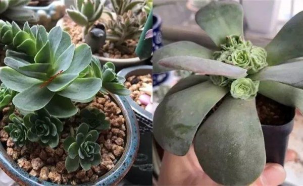 多肉植物怎么养才爆盆