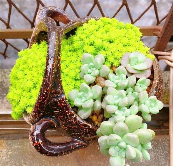 多肉植物怎么养才爆盆
