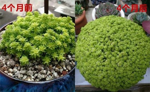 多肉植物怎么养才爆盆