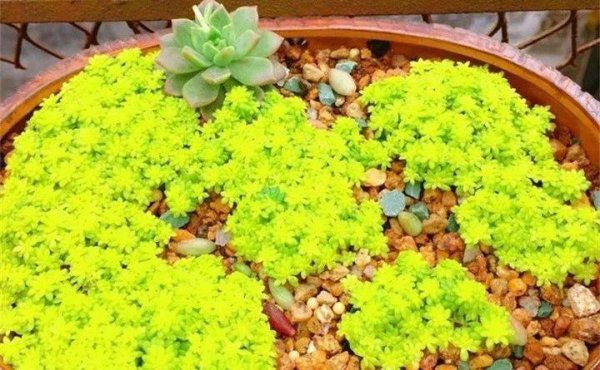多肉植物怎么养才爆盆