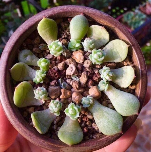 多肉植物怎么养才爆盆
