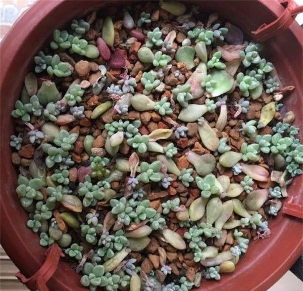 多肉植物怎么养才爆盆