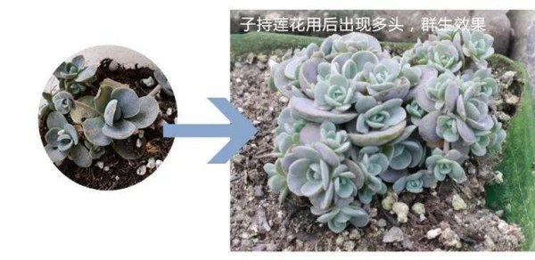 多肉植物怎么养才爆盆