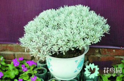 芙蓉菊有几个品种 芙蓉菊的养殖方法讲解