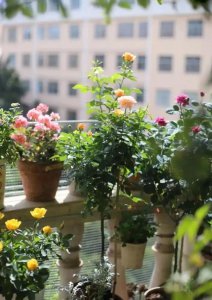 家里种什么盆栽植物最好 适合家养的盆栽介绍