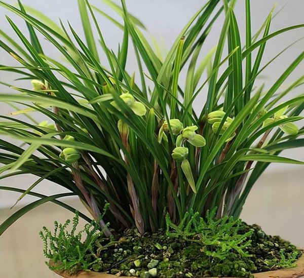 家里种什么盆栽植物最好