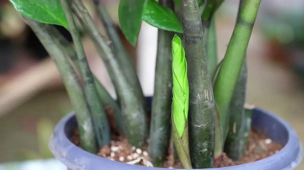 家里种什么盆栽植物最好