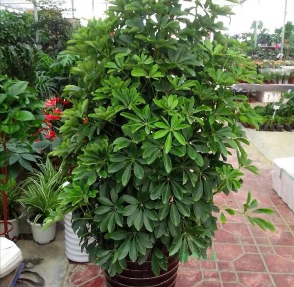 家里种什么盆栽植物最好
