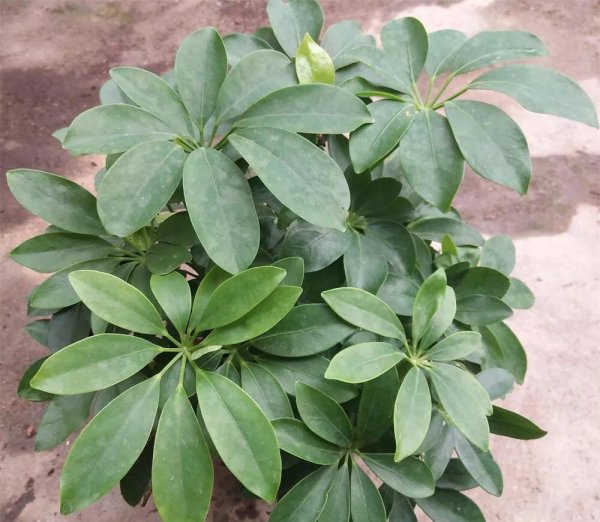 家里种什么盆栽植物最好