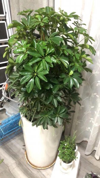家里种什么盆栽植物最好