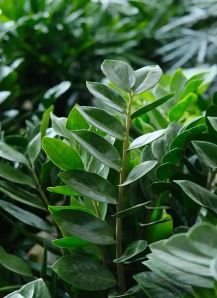 家里种什么盆栽植物最好