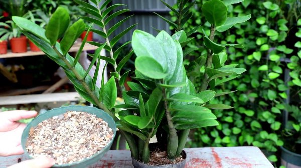 家里种什么盆栽植物最好