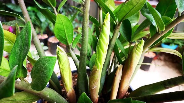 家里种什么盆栽植物最好