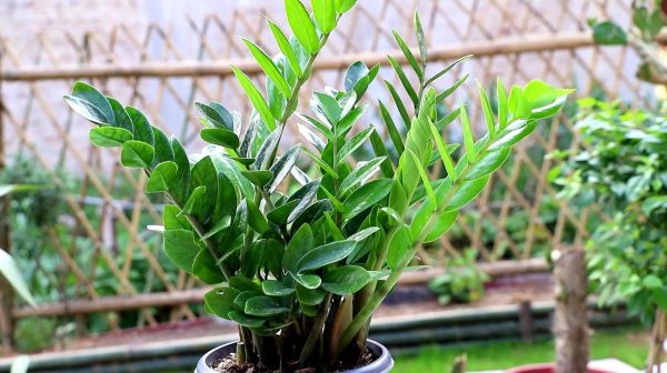 家里种什么盆栽植物最好