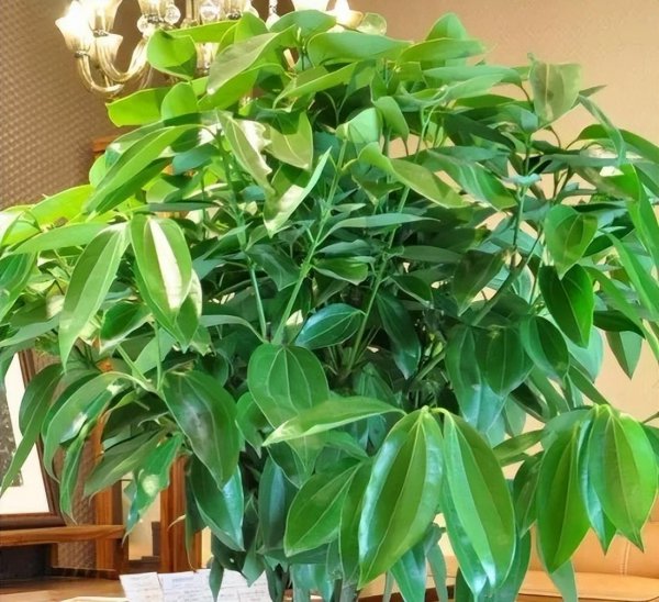 家里种什么盆栽植物最好