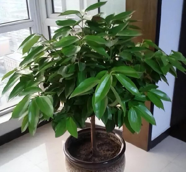 家里种什么盆栽植物最好