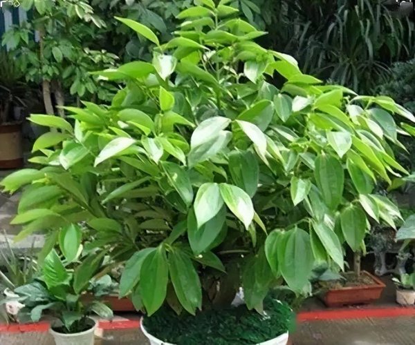 家里种什么盆栽植物最好