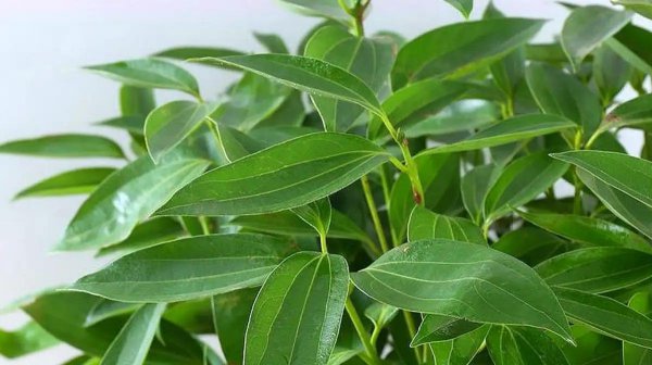 家里种什么盆栽植物最好