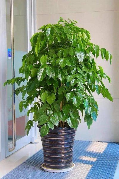 家里种什么盆栽植物最好