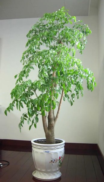 家里种什么盆栽植物最好