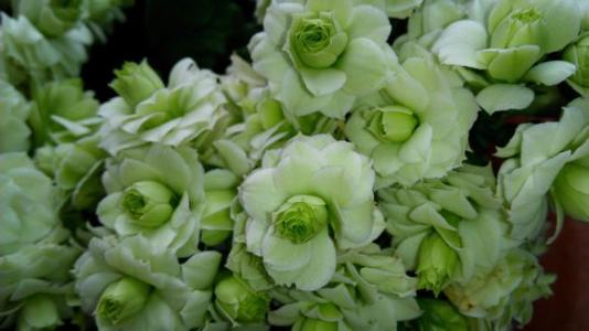 长寿花里哪一种最漂亮