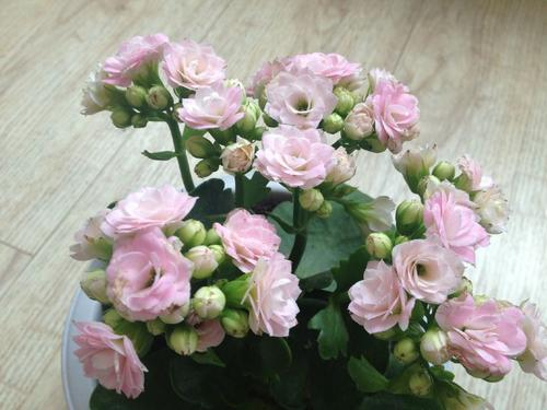 长寿花里哪一种最漂亮
