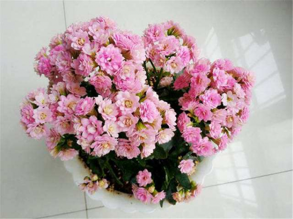 长寿花里哪一种最漂亮